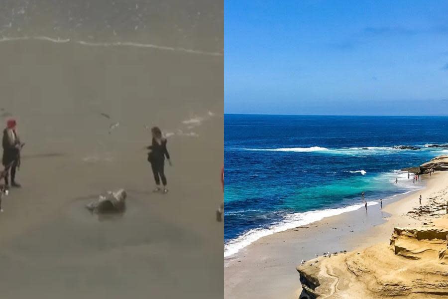 ¡Una visita inesperada! Encuentran cadáver de ballena en playa de San Diego 