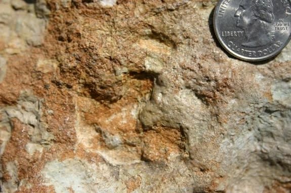 The original fossil baby stegosaurus tracks from Morrison, Colorado, with a quarter showing their small size.