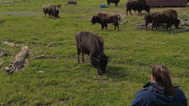 The Alaska Wildlife Conservation center aims to provide safe habitats for animals. 