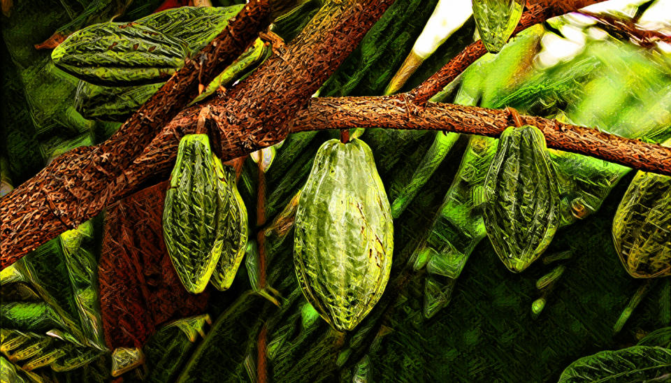 In the 1990s, the cacao farmers of Brazil fell into a collective depression.