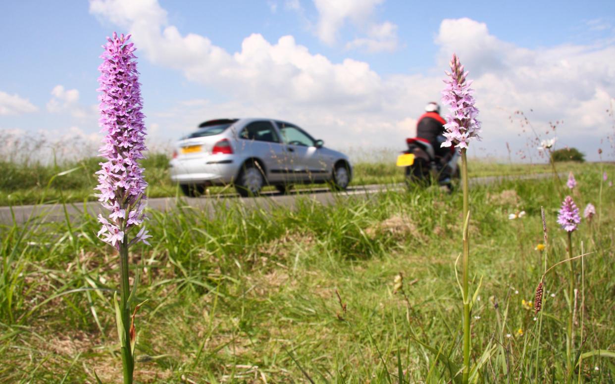 Verges are a refuge for many wildflower species