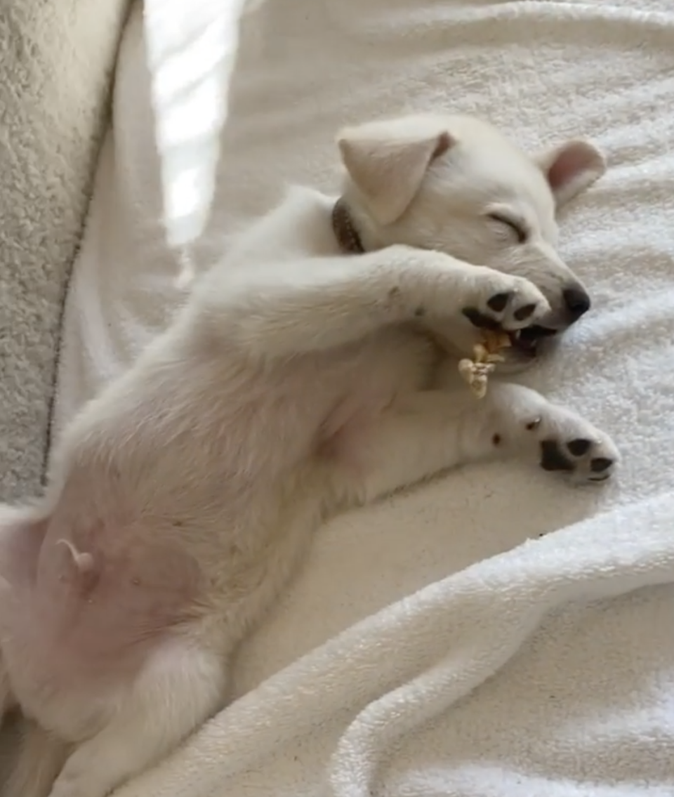 In a video shared to Instagram, Lord Chesterfield had adorably fallen asleep with his bone still in his mouth. Photo: Instagram/JenniferAniston