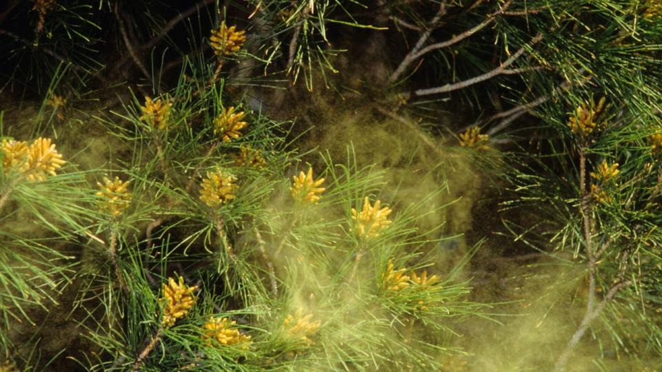 <div>An airborne cloud of pine pollen from male pine cones, Pinus species, Bisbee, Arizona, USA, (Photo by Wild Horizons/Universal Images Group via Getty Images)</div>