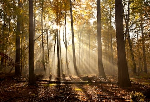 Thetford Forest - Credit: Getty