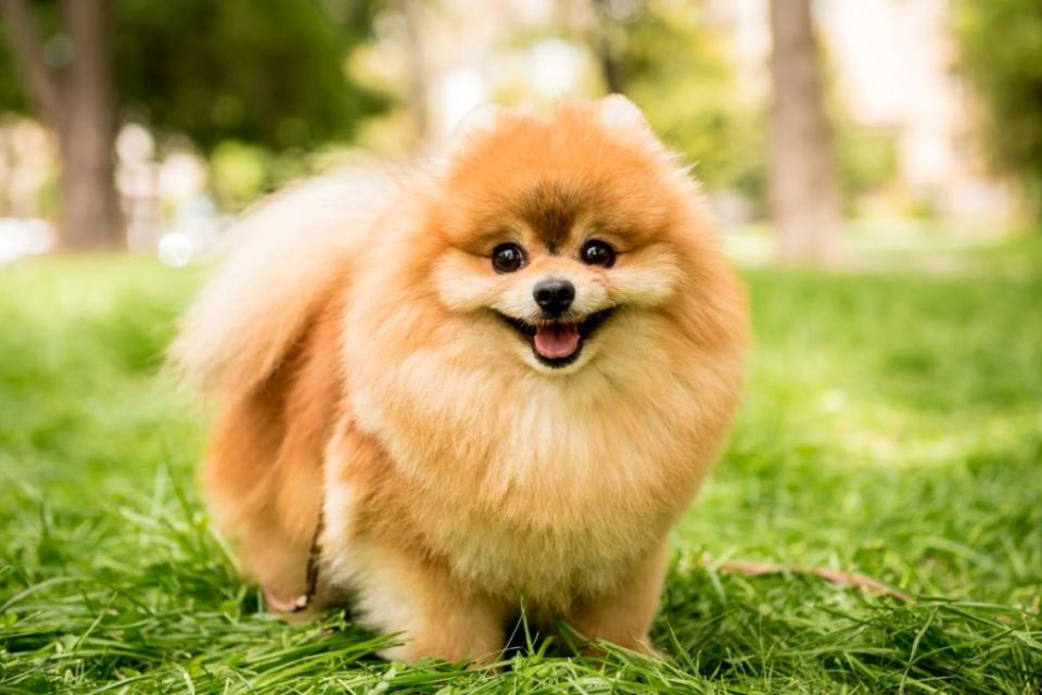 Portrait of cute pomeranian dog at the park.