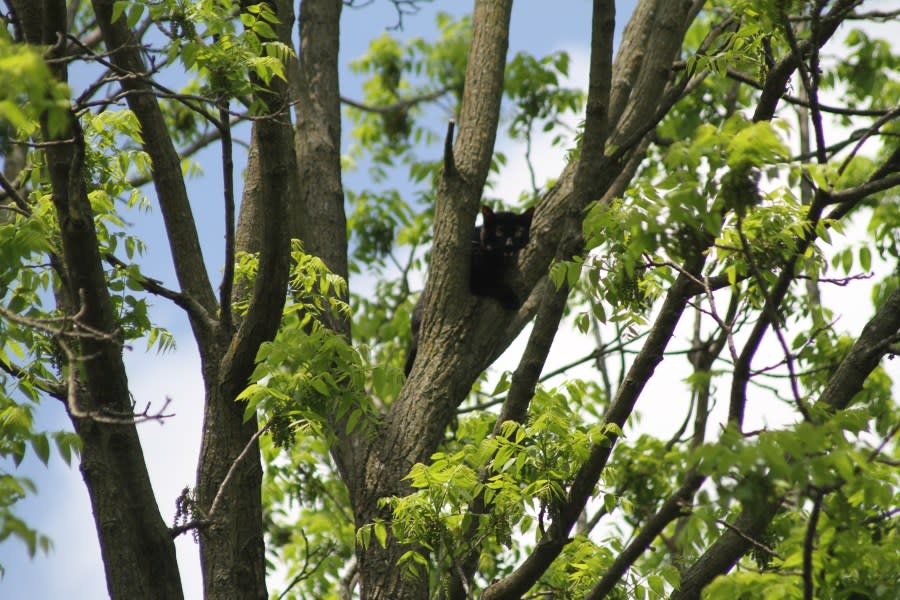 <em>Black cat stuck in a tall tree in York County.</em>