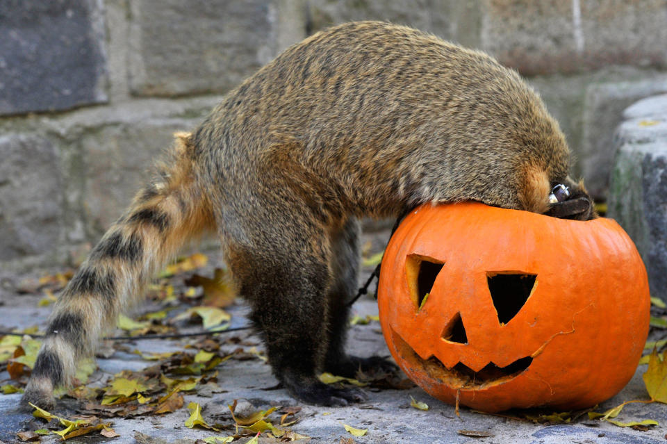 Budapest Zoo prepares for Halloween in Hungary