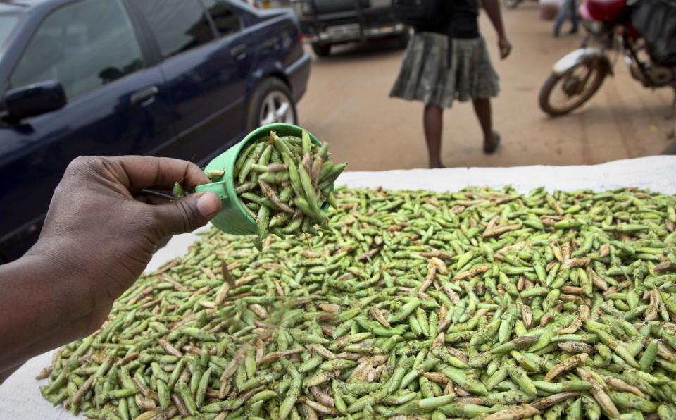 Cientos de saltamontes en un puesto callejero, el 25 de noviembre de 2016, en Kamwokya, un distrito de la capital de Uganda. Los “nsenene”, como los ugandeses llaman a estos verdes insectos saltarines, son una delicia buscada por muchos en este país en esta época del año, cuando millones de insectos nacen con la temporada de lluvias. (AP Foto/Stephen Wandera)