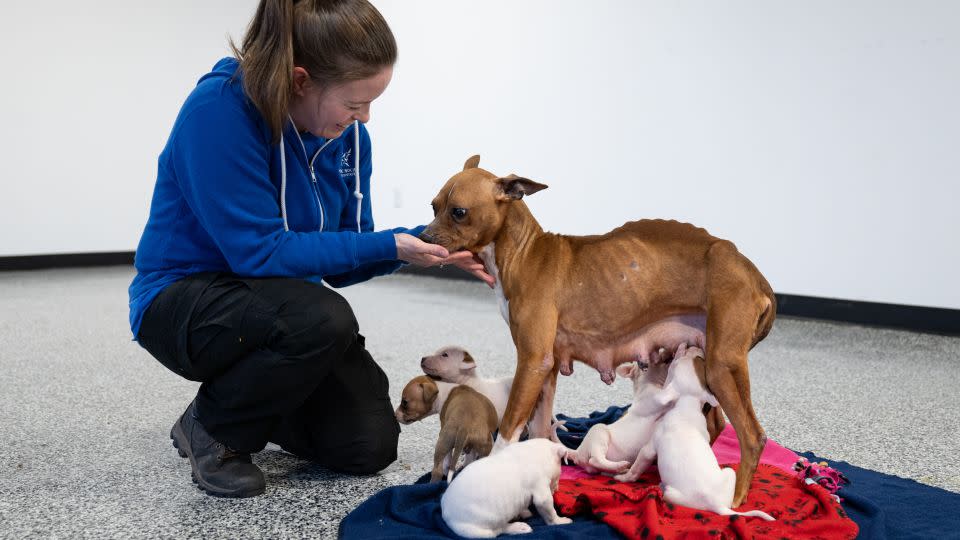 Eight people have been charged in connection with the alleged dogfighting operation. - Meredith Lee/The Humane Society of the United States