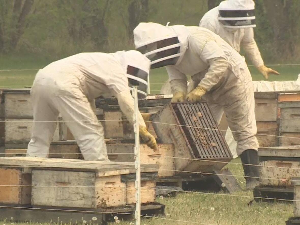 Three beekeepers with Paradis Valley Honey tend to bees as wildfire smoke spreads across Alberta on May 20, 2023. (François Joly/Radio-Canada - image credit)