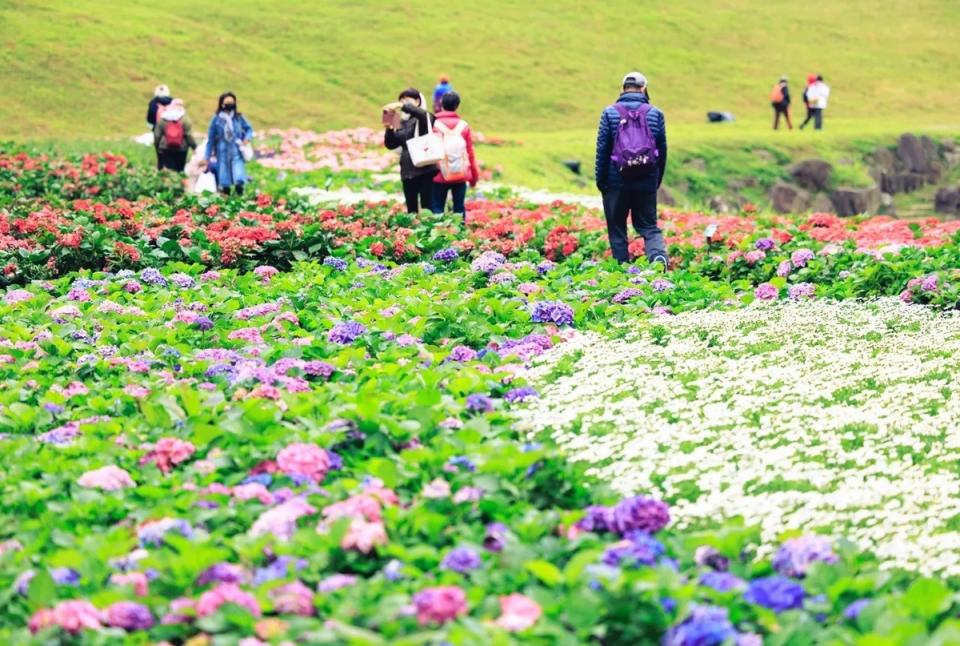 內湖大溝溪繡球花海，吸引許多民眾來打卡。   圖：台北水利處／提供