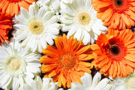 <p>Zum Muttertag dürften dieses Jahr auch wieder zahlreiche Gerbera über den Ladentisch gehen. Die beliebte Blumenart teilt sich den vierten Platz mit der … </p>