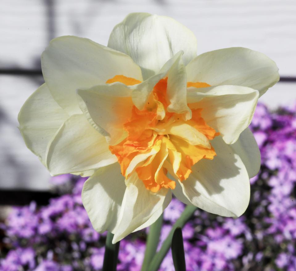 A daffodil flower blooms on April 9, 2024.