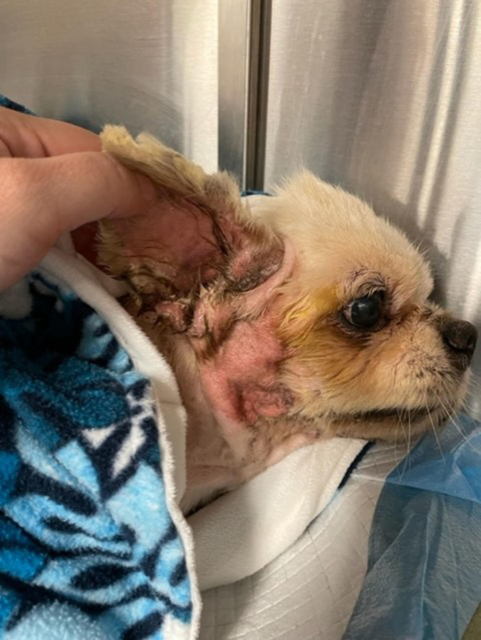 Some of Trooper's injuries after being abandoned and 