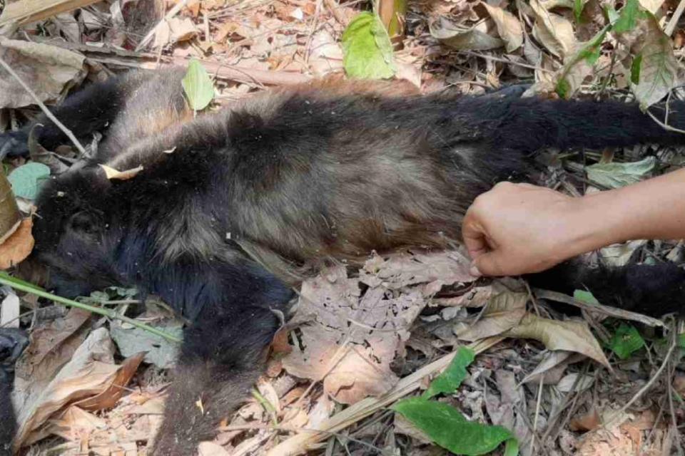 Mono Saraguato muerto