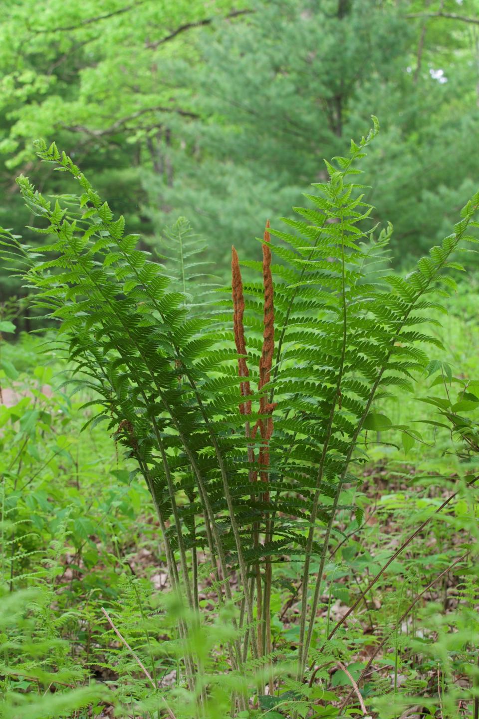 Cinnamon fern