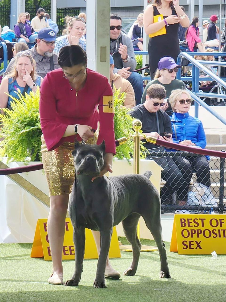 Lihi Ruvio and her dog, Sage, in the ring just before the competition.