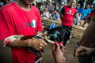 About 100 male spectators gather on bamboo benches around a dirt ring as two roosters pulled from wicker baskets lunge at each other even before the match starts