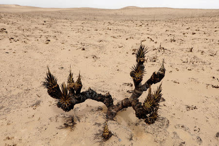 A scorched yucca plant stands alone in pasture burned by wildfires near Higgins, Texas, U.S., March 12, 2017. REUTERS/Lucas Jackson