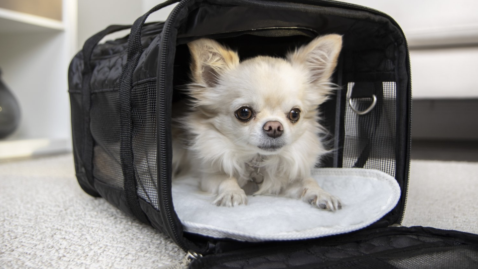 This pet carrier is one of our favorites.