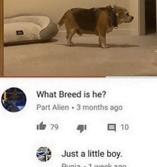 person asking what breed a dog is and someone says it's a litttle boy