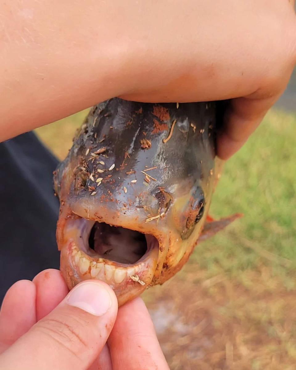 A pacu, which is a South American fish closely related to Piranha, was caught in an Oklahoma City neighborhood pond.