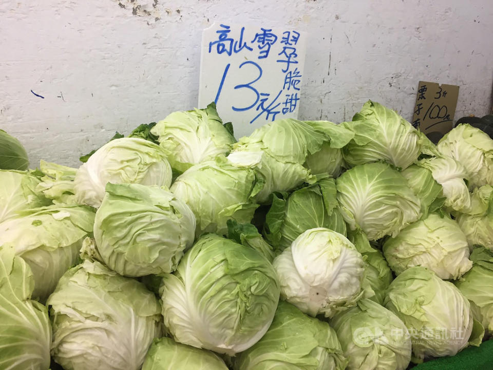 農糧署今天指出，11月中旬高麗菜種植株數達786萬株，入秋後首次達紫色燈號，呼籲農民11月下旬起調整生產規劃，分批減種或轉作，以確保合理收益。（中央社檔案照）
