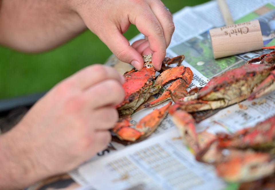 The process of picking cooked Maryland blue crab.