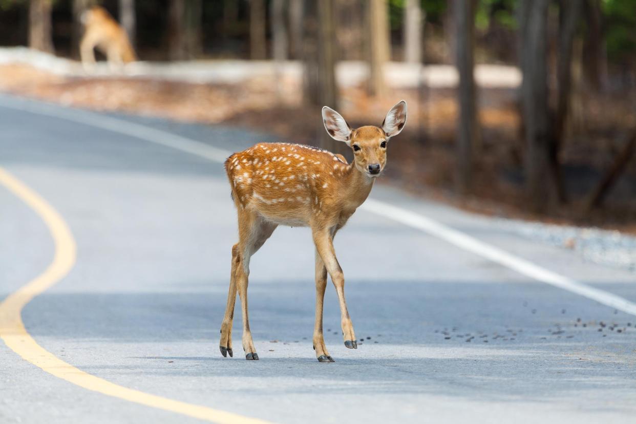 buck red deer walking across the street