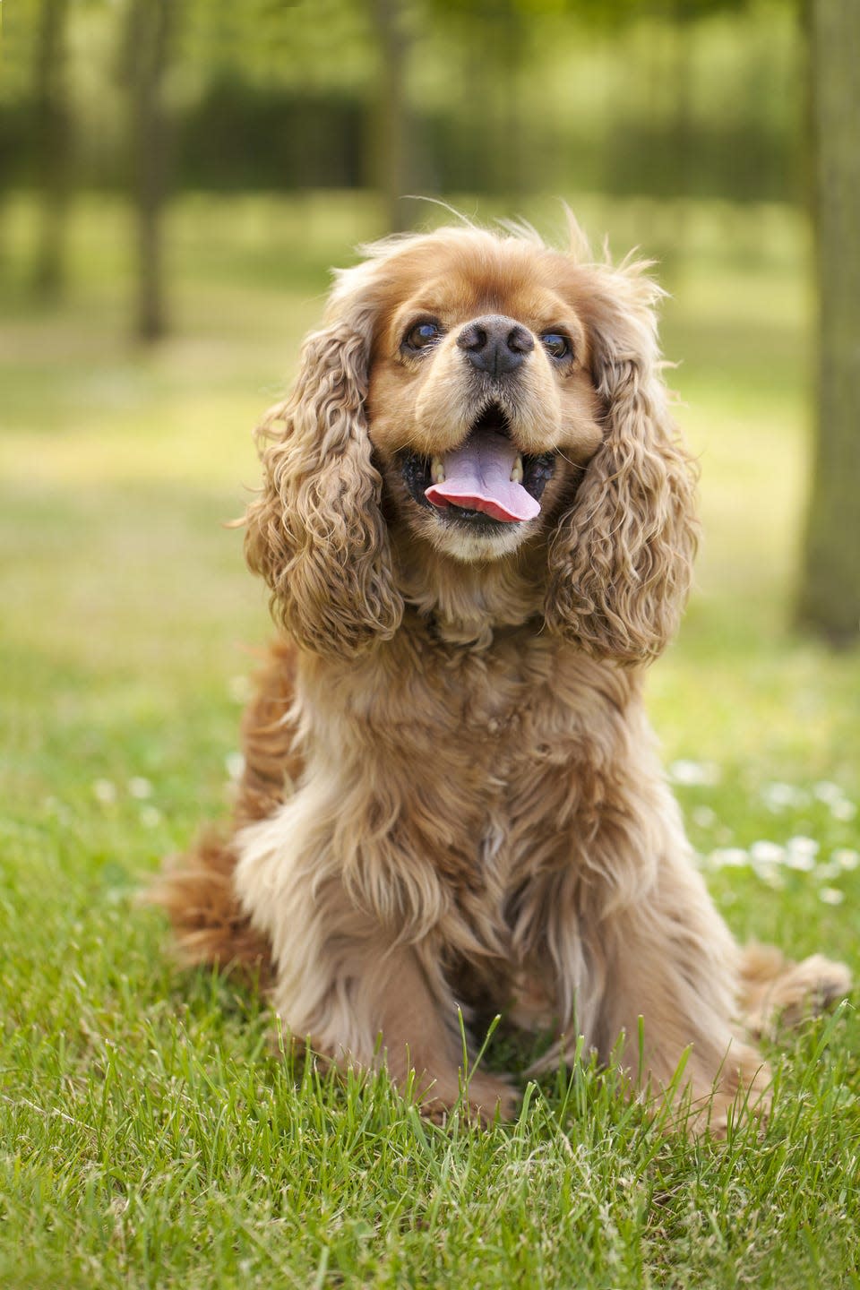 24) Cocker Spaniel