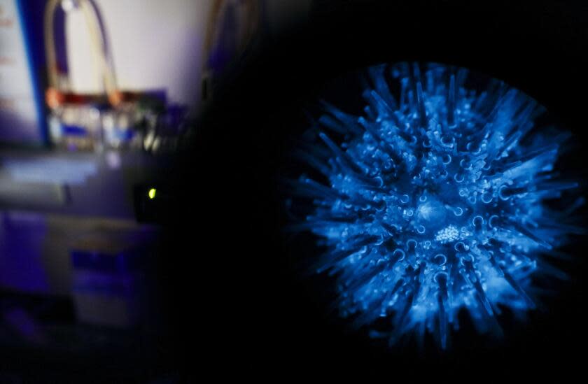 LA JOLLA, CA-MAY 13, 2024: a Transgenic bioluminescent Sea Urchin is seen through a migroscope in a lab at Scripps Institute of Oceanography at UCSD in La Jolla, CA on Monday, May 10, 2024.(Sandy Huffaker / For The Times)