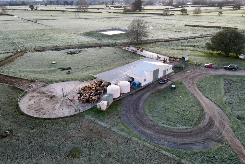 An aerial image shows a herd of cows waiting to be milked on a dairy farm.