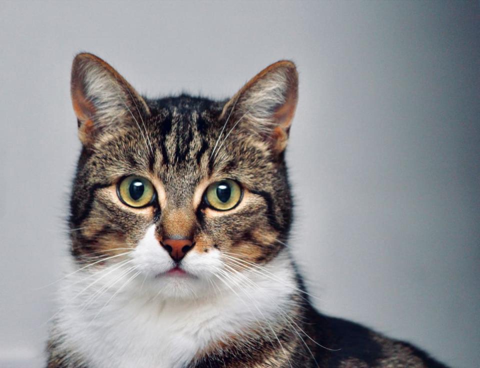 Cat Gets Upset When Owner Pauses Movie on TV