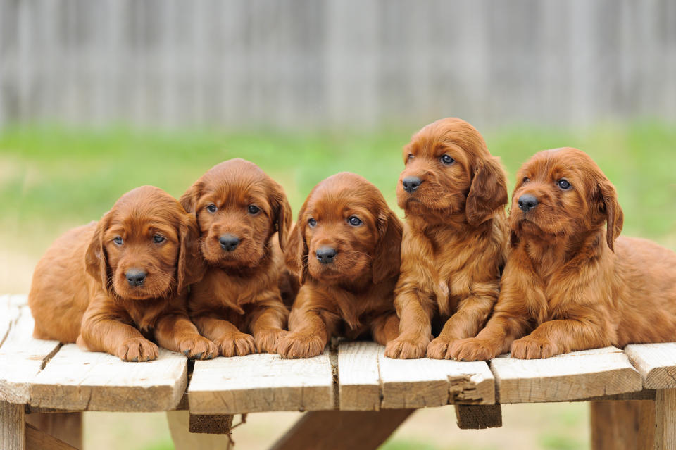 Para los amantes de los perros, este podría ser el trabajo más increíble del mundo. Foto: Getty Images.