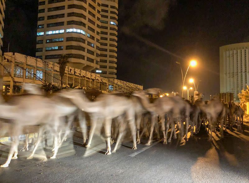 A herd of camels walk across the streets in Tripoli