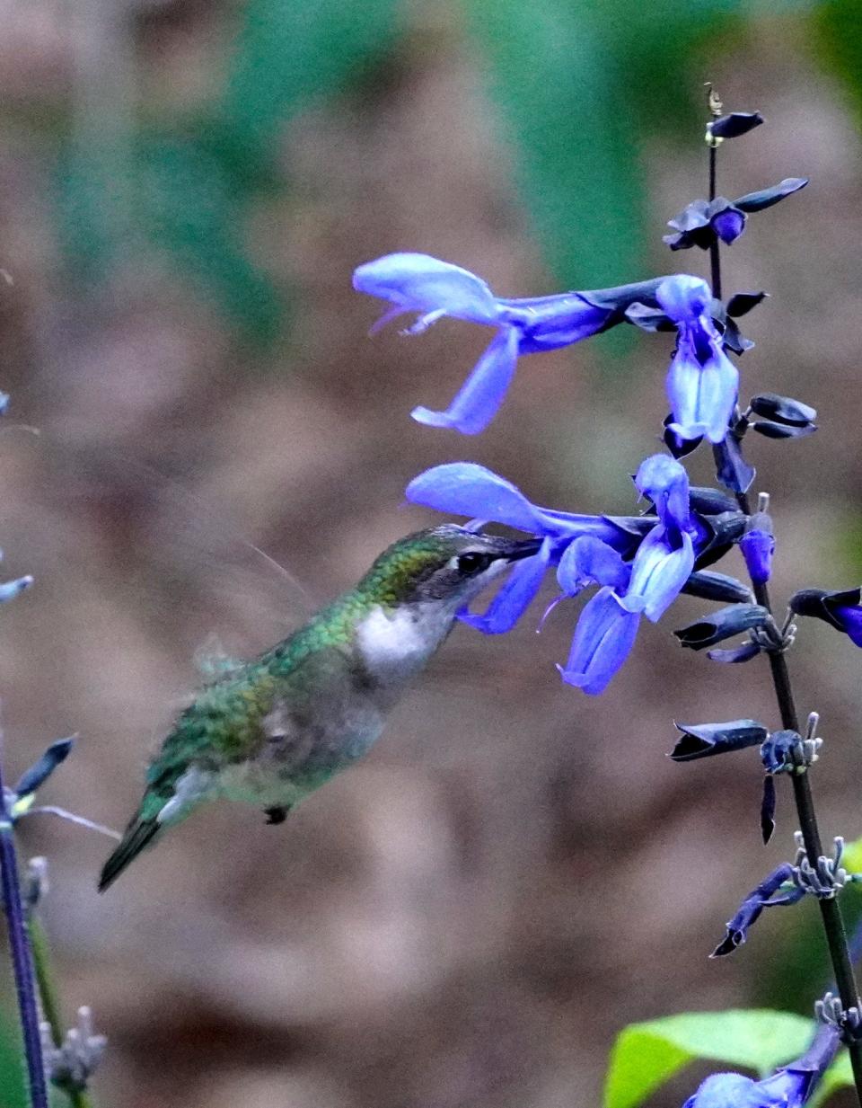 A hummingbird feeding on black and blue Salvia.