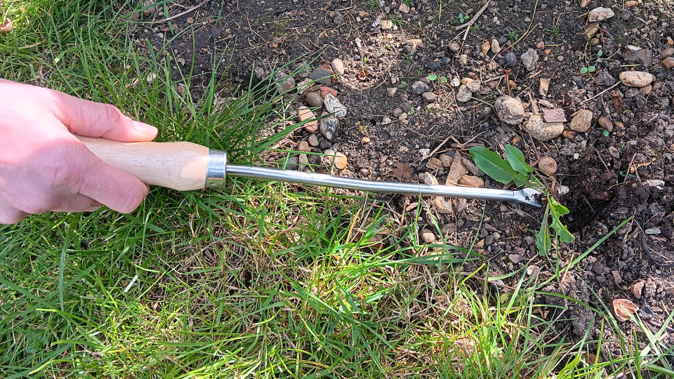 Removing a weed with a weeding tool