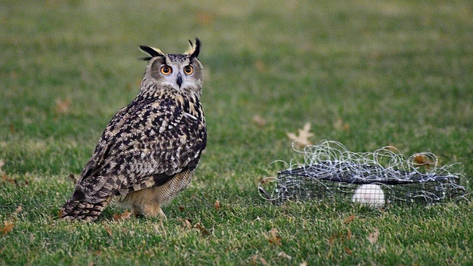 PHOTO: Flaco the owl pictured here standing next to a trap his zoo handlers unsuccessfully tried to snare him in after he escaped from his vandalized Central Park Zoo enclosure on Feb. 2, 2023. (David Barrett)