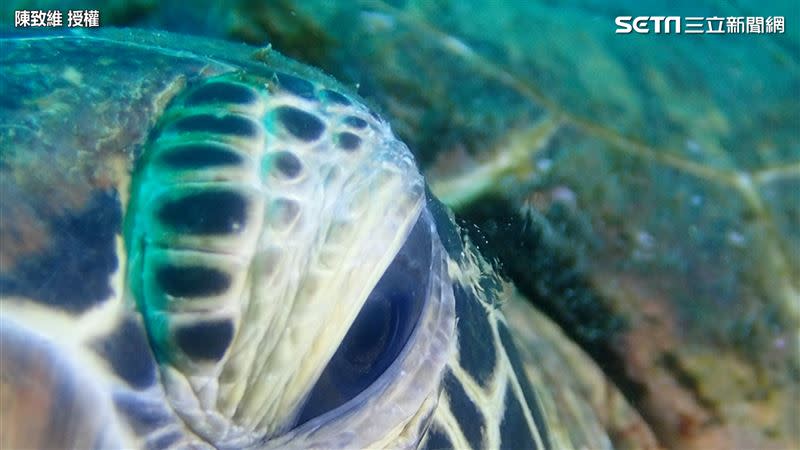 「海龜流眼淚」珍貴畫面曝光，超罕見的清晰影像讓許多網友感到相當驚奇。（圖／陳致維攝，採 CC-BY 4.0授權）