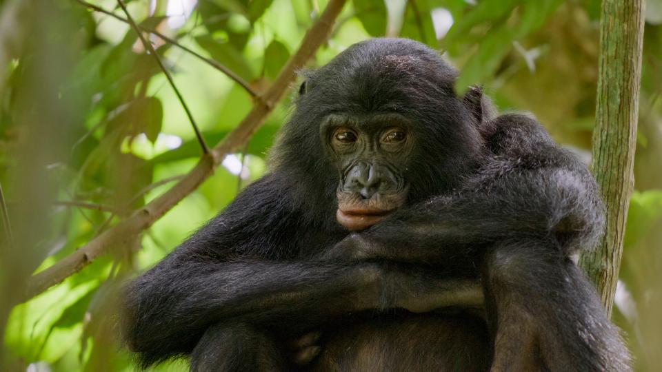 A portrait of a female bonobo