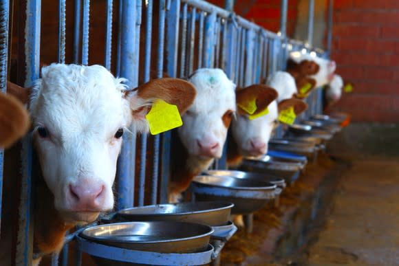 Cows eating at a cattle feedlot.