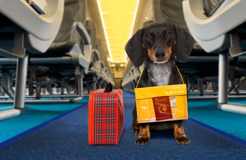 Starting Jan. 11, American Airlines passengers traveling with emotional support animals must fly them in the cargo hold or in a crate under their seats and pay a animal transport fee, which start at $125.