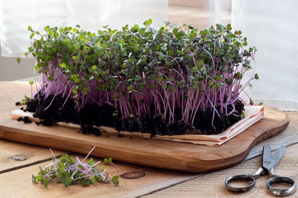 red cabbage microgreens