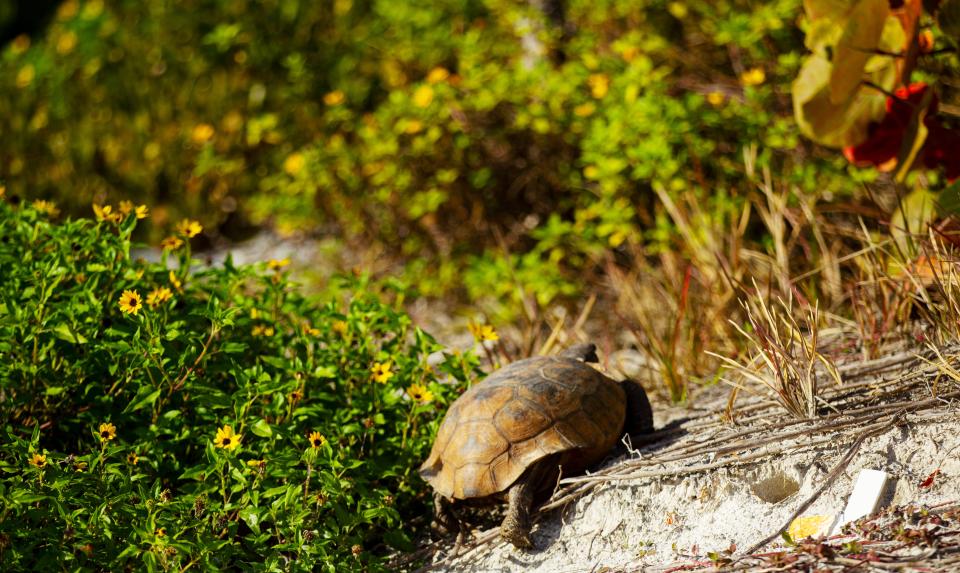 A gopher tortoise takes in the sun at Bowditch Pointe Park on Fort Myers Beach on Thursday, Feb. 8, 2024. The land dwellers that build elaborate burrows and tunnel systems were heavily impacted on the Southwest Florida coastline by the storm surge associated with Hurricane Ian in Sept. of 2022. It is unknown how many were lost in the storm or how many survived.