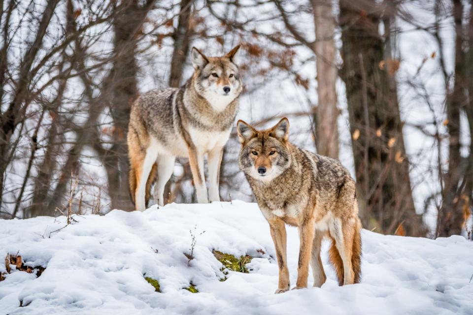 'Wolves' by @spanikar (Canada)