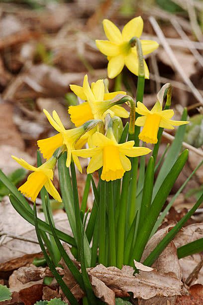 daffodils