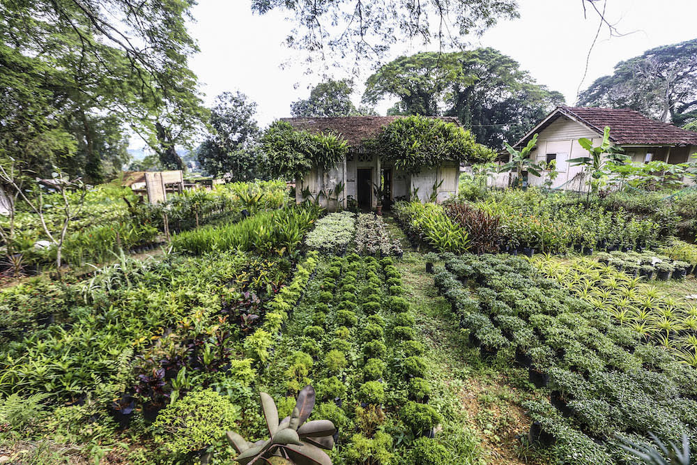 Valley of Hope is popular for gardening supplies among Kuala Lumpur ‘green thumbs’. — Picture by Hari Anggara