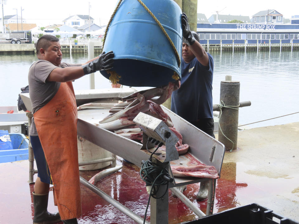 Workers at the Fishermen's Dock Co-Operative dump barrels of fish onto a metal tray in Point Pleasant Beach, N.J., on June 20, 2023. The commercial and recreational fishing industry has numerous concerns over offshore wind projects. The wind industry says it has tried to address those concerns, and will pay compensation for those that can't be avoided. (AP Photo/Wayne Parry)