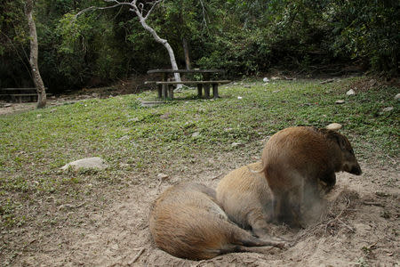 A wild boar digs the earth next to others resting near the entrance to the Aberdeen Country Park in Hong Kong, China January 27, 2019. REUTERS/Jayson Albano