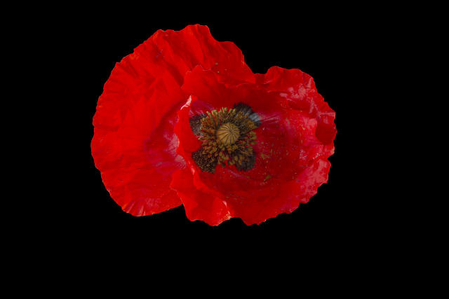 Remembrance poppies to be made entirely from paper in future, Remembrance  Day